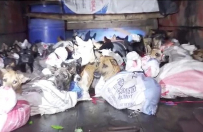 (Видео) Активисти за заштита на животни спасиле 53 кучиња, кои со камион ги носеле на кланица