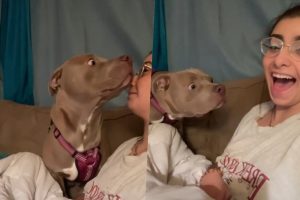 (Видео) Реакцијата на кучето чија сопственичка му лаеше, насмеа повеќе од 135 милиони гледачи