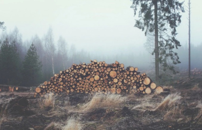 Колку сечата на шуми допринесува за климатските промени