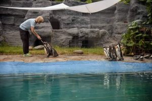 (Видео) Модната ревија на пингвините е хит за посетителите во скопската зоолошка: дресерот Маја Дојчиновска за дружбата со животните