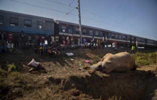 (Галерија) Воз прегази два слона во Индија