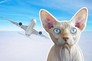 Жена доела мачка во авион за време на летот