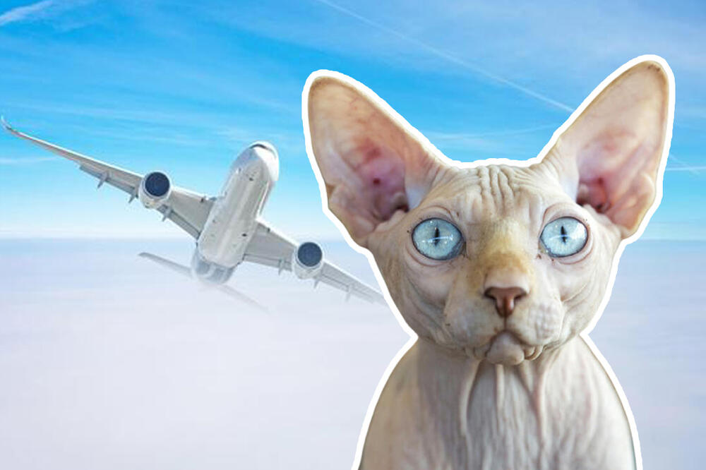 Жена доела мачка во авион за време на летот