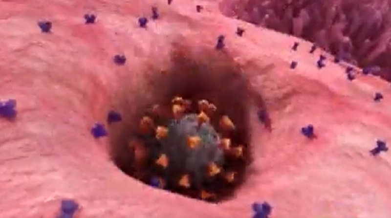 Како вакцините Фајзер и Модернa влијаат врз човековото тело и коронавирусот (ВИДЕО)