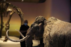 Откриени скелети на пет мамути од времето на леденото доба