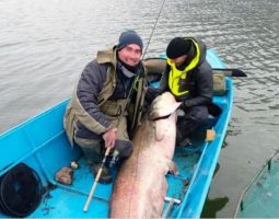 Српски рибар улови сом од 2 метри па го врати во езеро