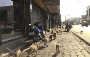 (Видео) Мајмуни го преземаа тајландскиот град Лопбури