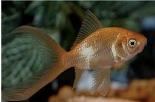 Златните риби можат да насочуваат роботски возила кон копно