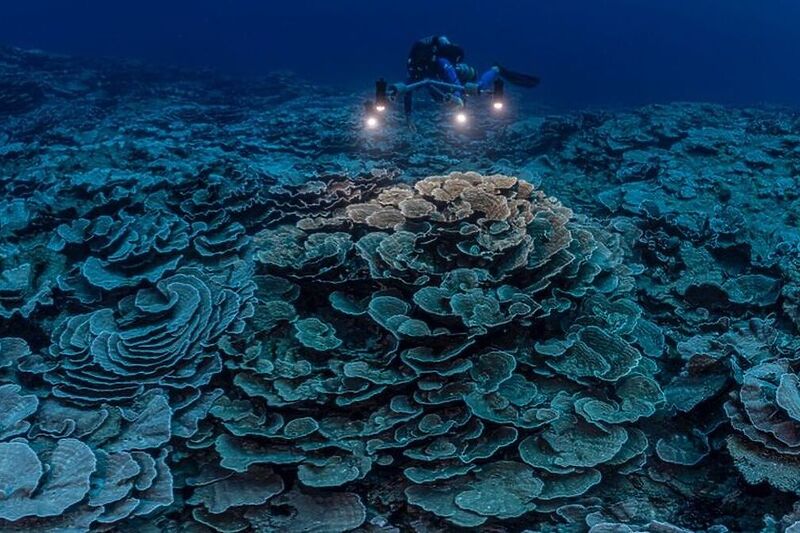 Огромен корален гребен откриен кај Тахити (ВИДЕО)