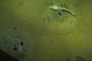Под Антарктикот пронајдена колонија од 60 милиони ледени риби (ВИДЕО)