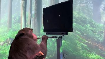 Neuralink на Елон Маск призна дека убила осум мајмуни во експерименти