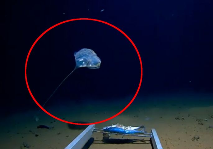 Камерата на дното од океанот снимила мистериозно суштество (ВИДЕО)