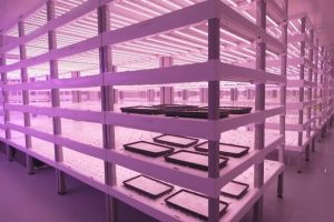 (Видео) Кина гради паметни фарми кои помагаат во производство на земјоделството