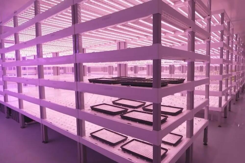 (Видео) Кина гради паметни фарми кои помагаат во производство на земјоделството