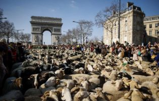 (Видео) Овци ги преплавија Јелисејските полиња во Париз, заврши Меѓународниот земјоделски саем