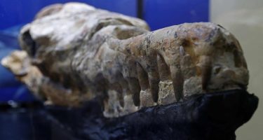 Откриен череп на морско чудовиште стар 36 милиони години