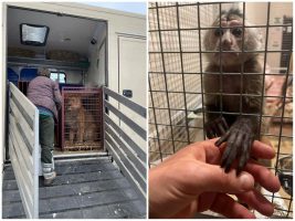 Четири дена откако зоолошката во Киев беше бомбардирана, животните се пренесени на безбедно во Полска