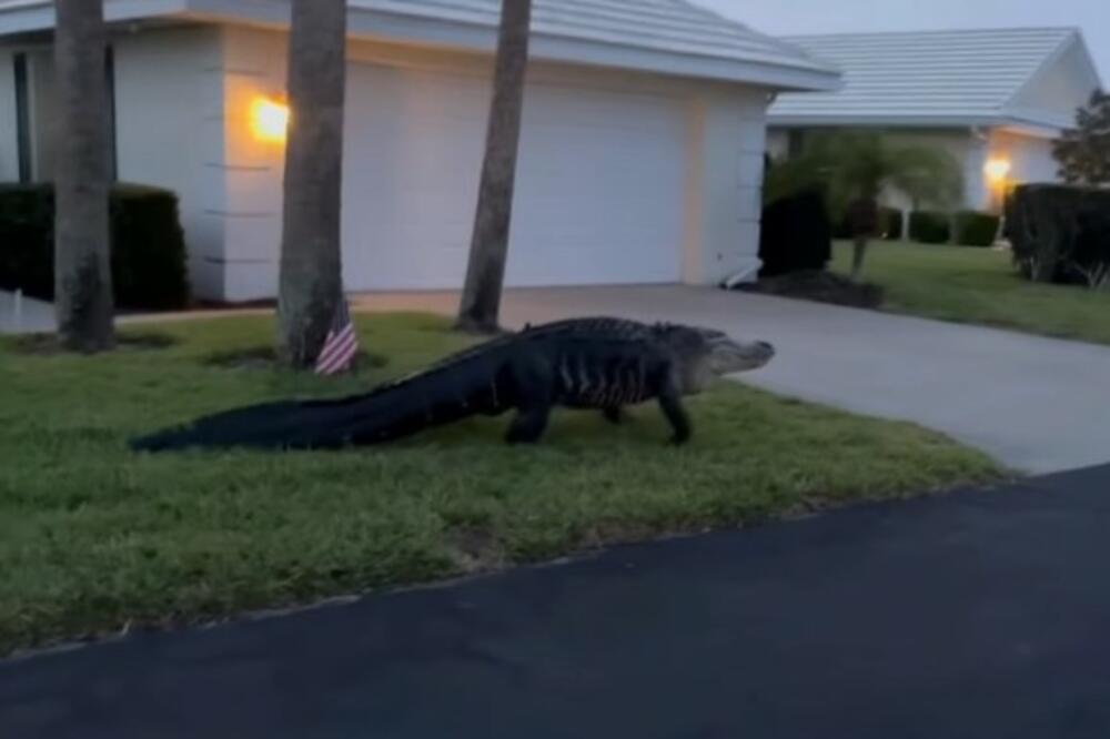(Видео) Алигатор слободно се шеташе низ улиците на градот и ги исплаши жителите на Флорида