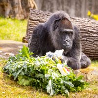 (Видео) Најстарата горила Фату прослави 65 години во Зоолошката во Берлин