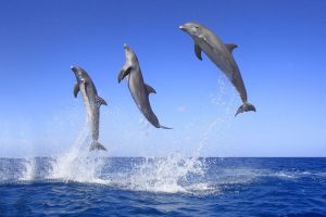 Русите тренираат делфини кои треба да го штитат Севастопол на Крим