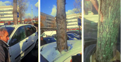 (Видео) Дрво израсна низ автомобил во Франција, луѓето не можат да го објаснат овој феномен