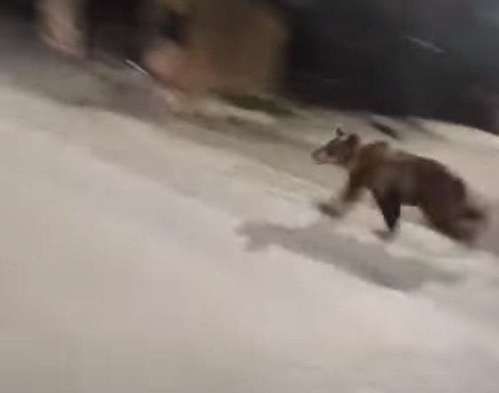 (Видео) Мечка трчше низ Битола
