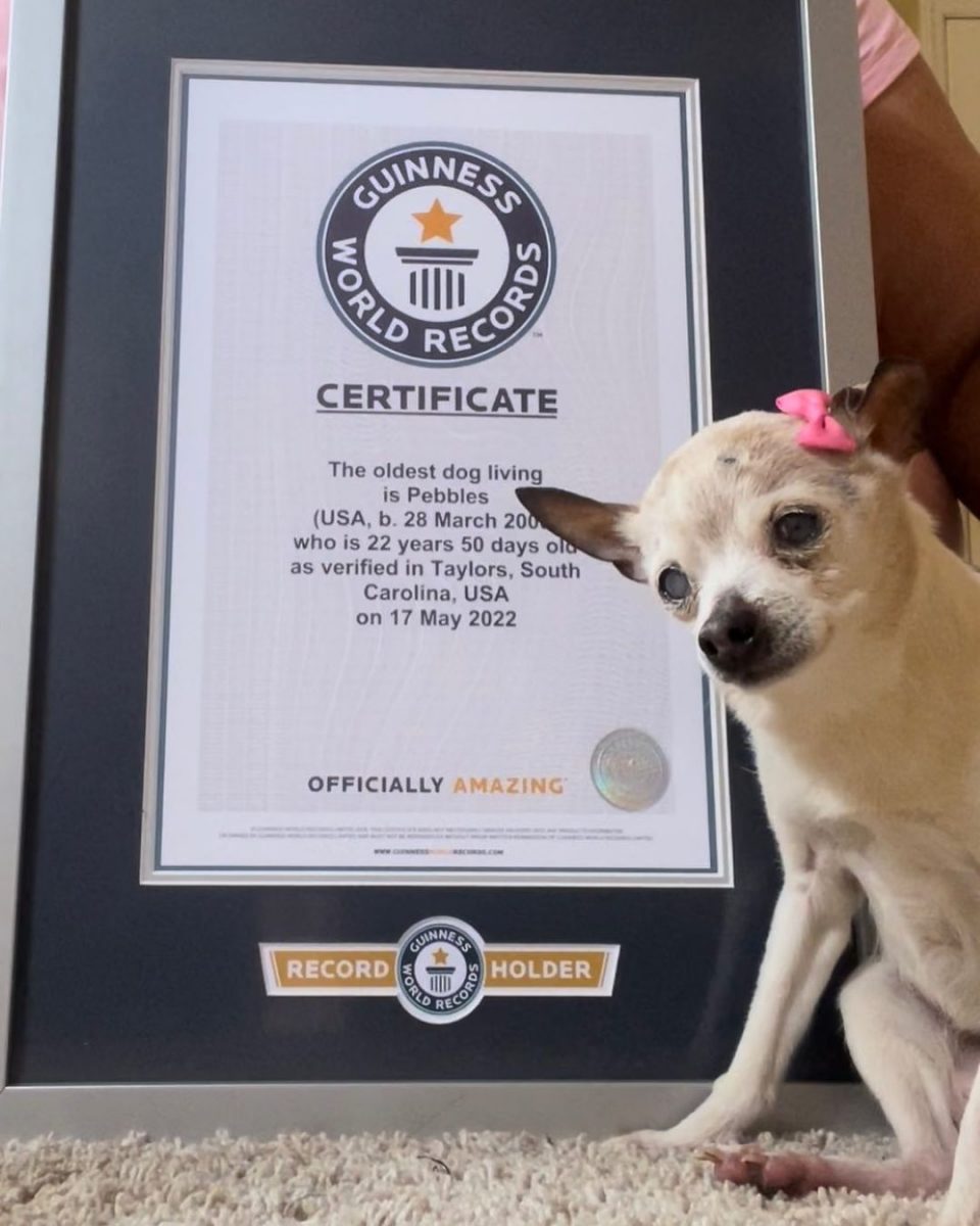 Џуџест фокс териер е прогласен за најстарото куче во светот, има 154 кучешки години