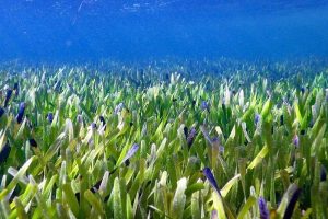 Кај Австралија пронајдена најголемата билка во светот