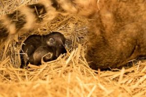 Се родија пет јужноамерикански коати во скопската Зоолошка