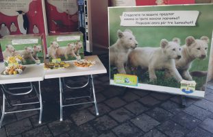 Скопската ЗОО бара од посетителите да предложат имиња за белите лавчиња