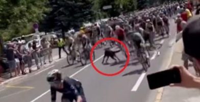 Бизарна несреќа на белгиски велосипедист на Тур де Франс