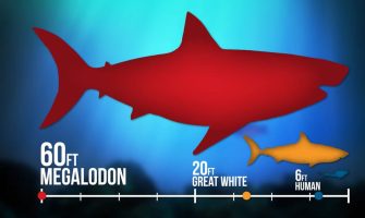 Истребувањето на мегалодон може да се поврзе со големите бели ајкули и борбата за плен