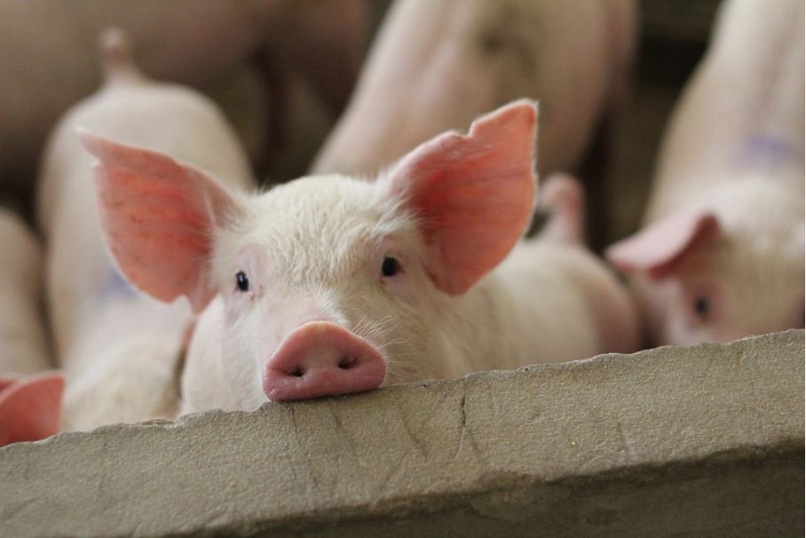 Американски истражувачи оживеале органи на свињи еден час по убивањето на животните