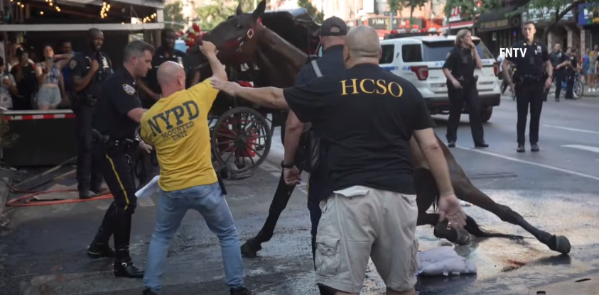 (Видео) Изнемоштен коњ падна среде Њујорк, стопанот го удира за да стане