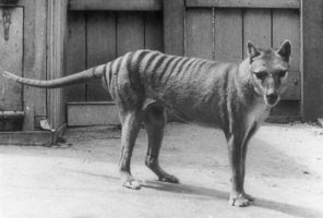 Научниците почнуваат проект на оживување на исчезнатиот тасманиски тигар
