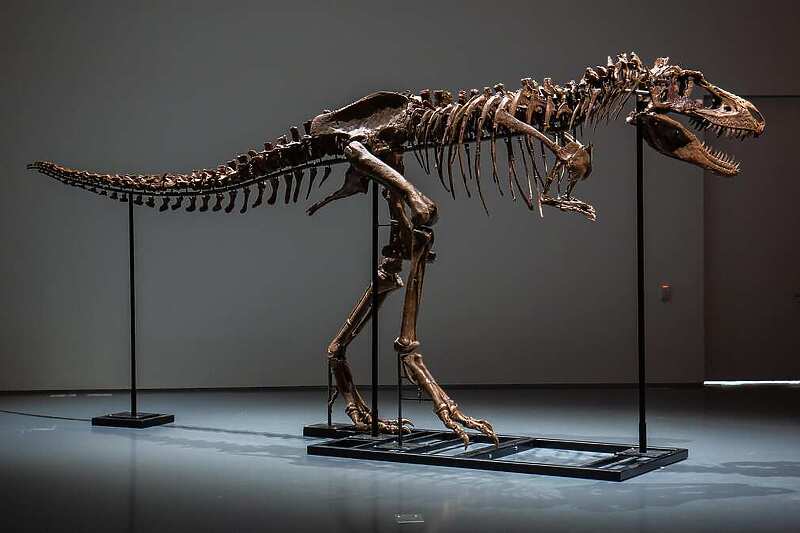 Скелет од диносаурус продаден за 6 милиони долари, научниците загрижени