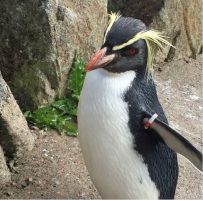 Умре најстарата женка пингвин во зоолошката во Единбург откако ја нападнала лисица