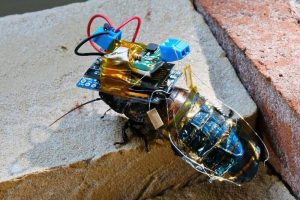 ВИДЕО: Научниците развија соларна киборг лебарка со далечинско управување