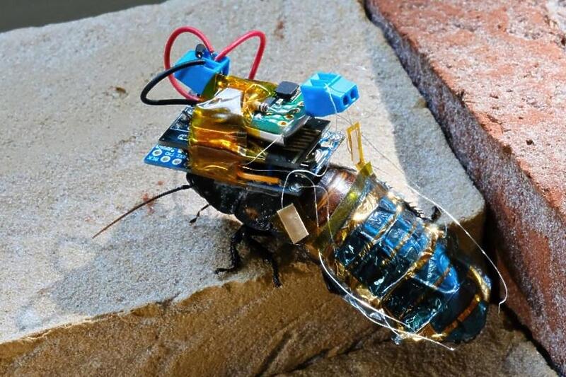 ВИДЕО: Научниците развија соларна киборг лебарка со далечинско управување
