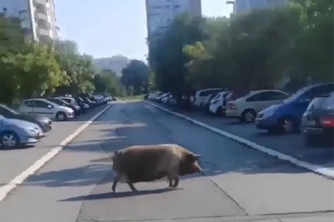 (Видео) Вепар се шета слободно во Белград