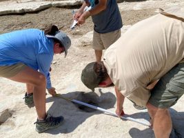 (Видео) Сушата во Тексас откри траги од диносауруси стари 113 милиони години