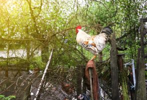 Петелот ги будел секое утро, па соседите го тужеле стопанот