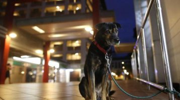 Куче патувало 350 километри, пред да му се врати на стопанот кој го изгубил додека бил на одмор во Франција