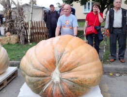 Тиква тешка 627 килограми е победник на есенски фестивал во Хрватска