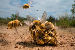 Фотографија со пчели е избрана за најдобра во 2022