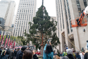 (Видео) Њујоркчани ја поставија божиќната елка стара 90 години