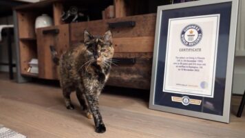 Мачка од Велика Британија влезе во Гинис како најстара во светот
