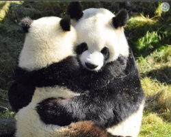 Две панди ќе бидат вратени во Кина заради негрижа на одговорните во Зоолошка во САД