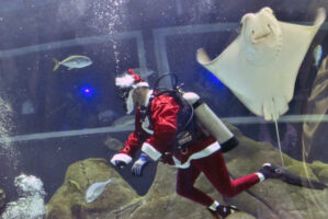 Дедо Мраз храни ајкули во аквариум во Рио де Жанеиро