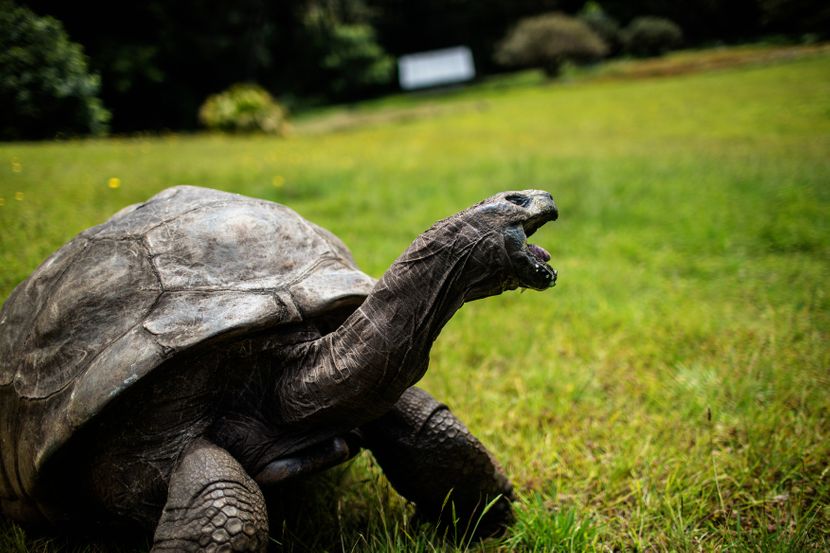Најстарата желка во светот Џонатан го прослави 190 роденден